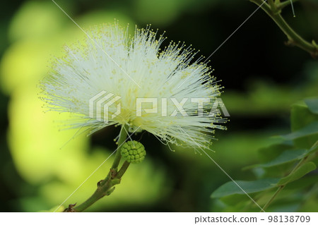 Calliandra Haematokefala 白色 Calliandra Haematokefala 白色 98138709