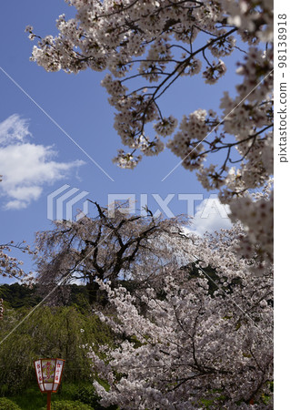 Maruyama Park Gion品牌櫻花 Maruyama Park Gion品牌櫻花 98138918