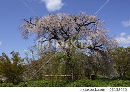 Maruyama Park Gion品牌櫻花 Maruyama Park Gion品牌櫻花 98138930
