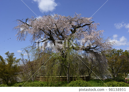 Maruyama Park Gion Branded Sakura Maruyama Park Gion Branded Sakura 98138931
