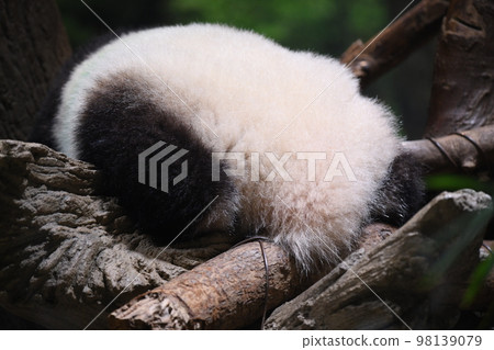 小熊貓屁股 小熊貓屁股 98139079