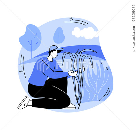 Sugarcane growing isolated cartoon vector illustrations. 98139083