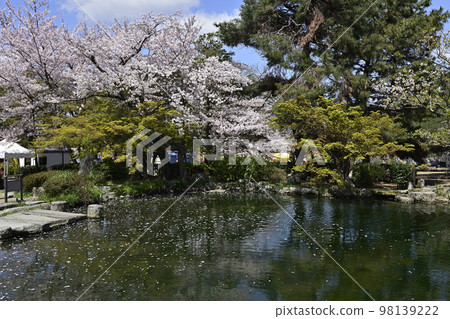 圓山公園 鳳谷池花筏 98139222