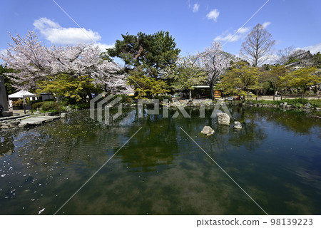 圓山公園 鳳谷池花筏 圓山公園 鳳谷池花筏 98139223