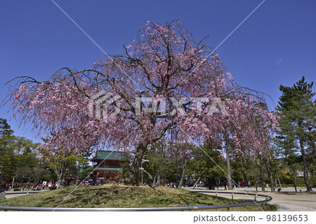 Okazaki Park Gion weeping cherry tree 98139653