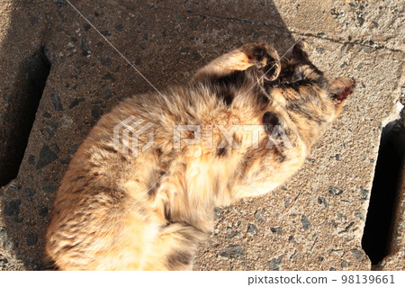 Cat  98139661
