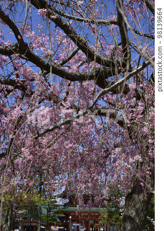 Okazaki Park Gion weeping cherry tree Okazaki Park Gion weeping cherry tree 98139664