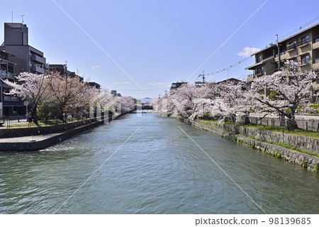 A row of cherry blossom trees in Lake Biwa Canal (Okazaki Canal) 98139685