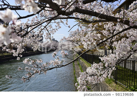 琵琶湖運河（岡崎運河）的一排櫻花樹 98139686
