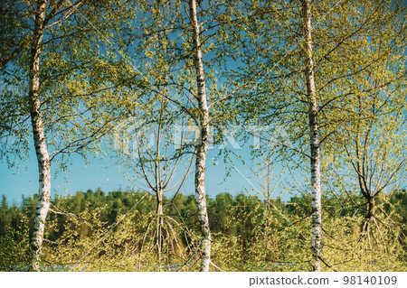 Birch Trees that Standing In Water During Spring Flood floodwaters. Reflection of Trees woods in Water deluge During A Spring Flood. Beautiful spring landscape with reflection in river. inundation Birch Trees that Standing In Water During Spring Flood floodwaters. Reflection of Trees woods in Water deluge During A Spring Flood. Beautiful spring landscape with reflection in river. inundation 98140109