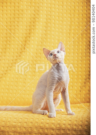 Devon Rex Kitten Kitty. Short-haired Blue-eyed Cat Of English Breed On Yellow Plaid Background. Shorthair Pet Cat Looking Up 98140404