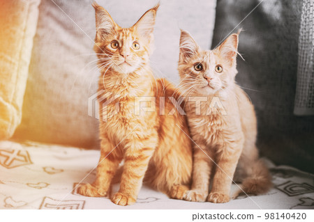 Two Funny Curious Young Red Ginger Maine Coon Kittens Cats Sitting At Home Sofa And Watching Closely. Coon Cats, Maine Cat, Maine Shag With Bright Light-red Cream Solid Fur Color. Amazing Pets 98140420