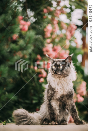 Playful Cute Curious Funny Maine Coon Cat With White-black Marble Fur Color Sit On Walkway. Flower Background. Amazing Pets Pet. Coon Cat, Maine Cat, Maine Shag. Pets On Walk 98140472