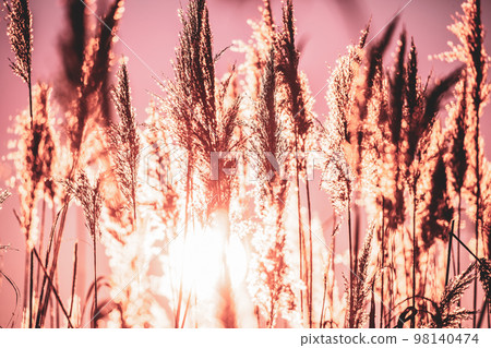 Dry Grass In Sunset Sunlight. Beautiful Plant On Sunrise Sky Background. Nature At Sunrise. Grass Illuminated By Sun. Dusk Time. Golden Summer Sunset Dry Grass In Sunset Sunlight. Beautiful Plant On Sunrise Sky Background. Nature At Sunrise. Grass Illuminated By Sun. Dusk Time. Golden Summer Sunset 98140474