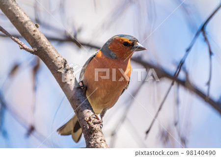 Common chaffinch, Fringilla coelebs, sits on a tree. Common chaffinch in wildlife. 98140490