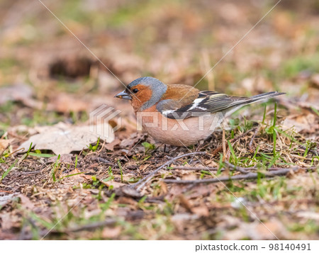 Common chaffinch, Fringilla coelebs, sits on a green lawn in spring. Common chaffinch in wildlife. 98140491
