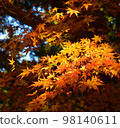 Autumn leaves 98140611