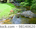 Deer moment 98140620