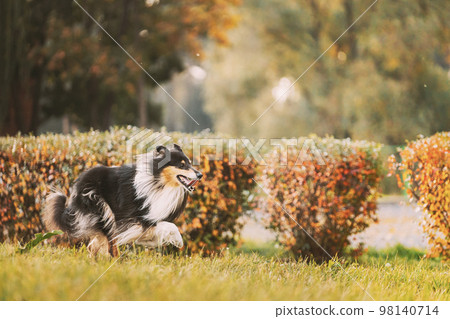 Tricolor Rough Collie, Funny Scottish Collie, Long-haired Collie, English Collie, Lassie Dog Running Outdoors In Autumn Park 98140714