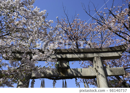 Cherry blossoms at Suga Shrine (Nishi Tenno) Cherry blossoms at Suga Shrine (Nishi Tenno) 98140737