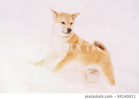 Dog Sprinkled With Snow. Shiba Inu Playfully Through Snowdrifts. Curious Young Japanese Small Size Shiba Inu Dog Play Outdoor In Snow, Snowdrift At Sunny Winter Day. Copy Space, Copyspace 98140831