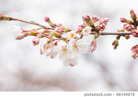 初綻的染井吉櫻花含苞待放 98140878