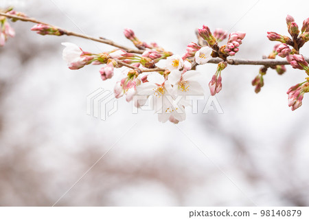Someiyoshi cherry blossom bud up at the beginning of blooming 98140879