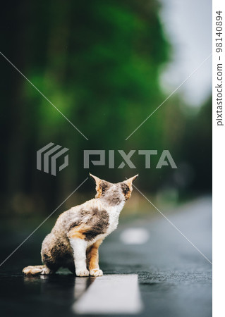 Amazing Playful Devon Rex Cat With White-red Spotted Fur Color Sit On Road. Curious Funny Cute Beautiful Devon Rex Cat Looking Back. Happy Pets. Orange Eyes Amazing Playful Devon Rex Cat With White-red Spotted Fur Color Sit On Road. Curious Funny Cute Beautiful Devon Rex Cat Looking Back. Happy Pets. Orange Eyes 98140894