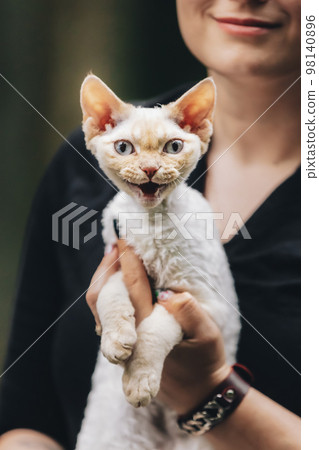 Obedient Devon Rex Cat With White Fur Color Meows While Sitting On Hands. Curious Playful Funny Cute Beautiful Devon Rex Cat Looking At Camera. Cats Portrait. Blue Eyes. Amazing Happy Pets. Cats Obedient Devon Rex Cat With White Fur Color Meows While Sitting On Hands. Curious Playful Funny Cute Beautiful Devon Rex Cat Looking At Camera. Cats Portrait. Blue Eyes. Amazing Happy Pets. Cats 98140896