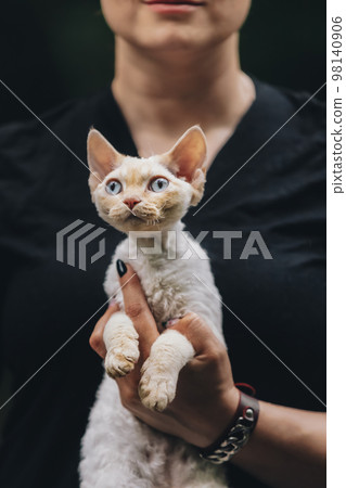 Obedient Devon Rex Cat With White Fur Color Sitting On Hands. Curious Playful Funny Cute Beautiful Devon Rex Cat. Cats Portrait. Blue Eyes. Amazing Happy Pets Obedient Devon Rex Cat With White Fur Color Sitting On Hands. Curious Playful Funny Cute Beautiful Devon Rex Cat. Cats Portrait. Blue Eyes. Amazing Happy Pets 98140906