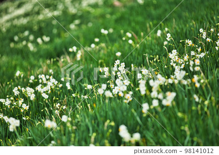 Echizen Narcissus 98141012