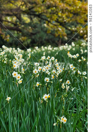 越前水仙 98141083