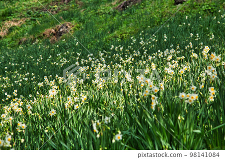 越前水仙 越前水仙 98141084