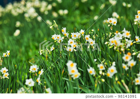 Echizen Narcissus Echizen Narcissus 98141091