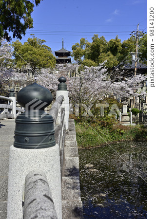 Kurodani Konkai Komyoji Temple Gokuraku Bridge and cherry blossoms Kurodani Konkai Komyoji Temple Gokuraku Bridge and cherry blossoms 98141200