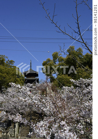 黑谷康海光明寺極樂橋和櫻花 黑谷康海光明寺極樂橋和櫻花 98141201