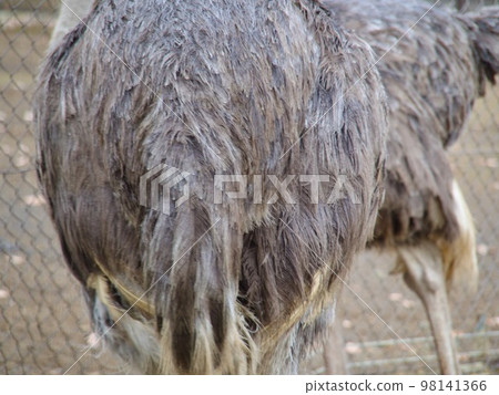 ostrich ass 98141366