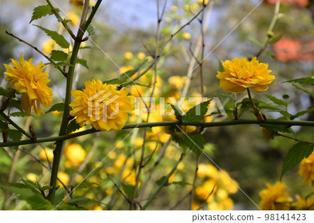 Kamomioya神社（下鴨神社） 98141423