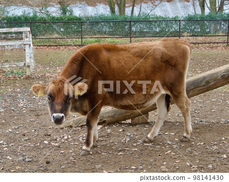 Farm cow looking at the camera Farm cow looking at the camera 98141430