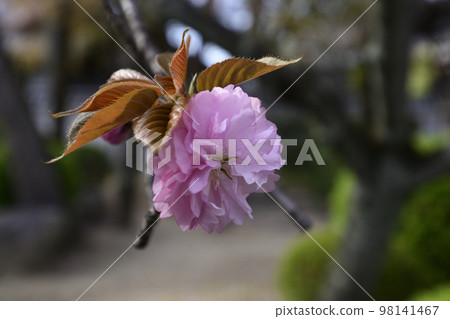 Honmonji Eiji cherry tree Honmonji Eiji cherry tree 98141467