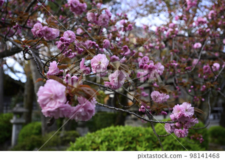 Honmonji Eiji cherry tree Honmonji Eiji cherry tree 98141468