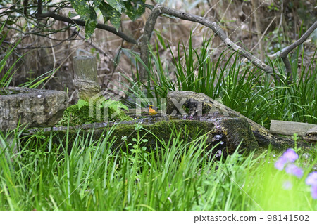 Kyoto Gyoen Kibitaki 98141502
