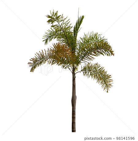 Foxtail palm tree Ornamental plants isolated  98141596