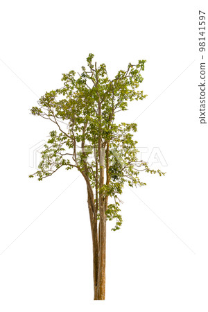 tree green and leaf beautiful isolated  98141597