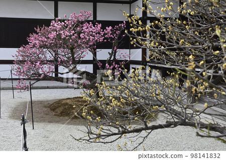 Kyoto Imperial Palace Gotsune Palace Yae Kobai 98141832