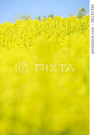 Rape blossoms on one side Rape blossoms on one side 98142398