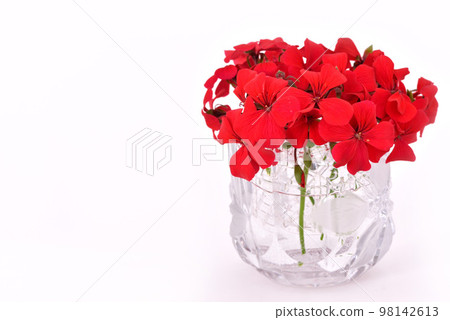 Geranium 98142613