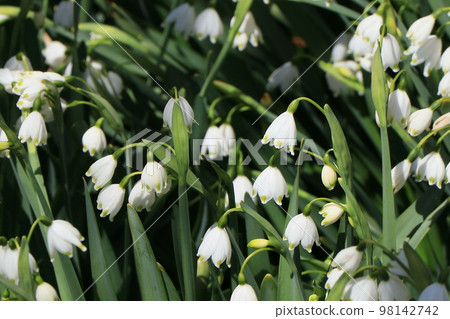 Snowflake (lily of the valley) flower 98142742