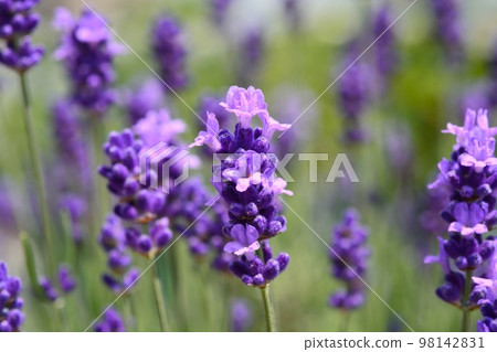 lavender 98142831