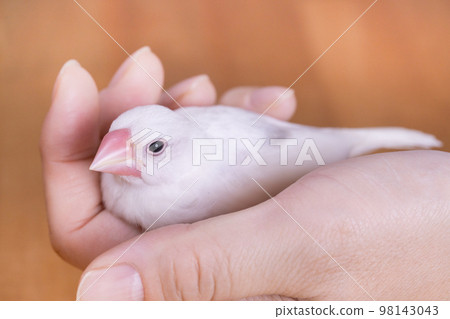 A white sparrow chick relaxing in your hand A white sparrow chick relaxing in your hand 98143043